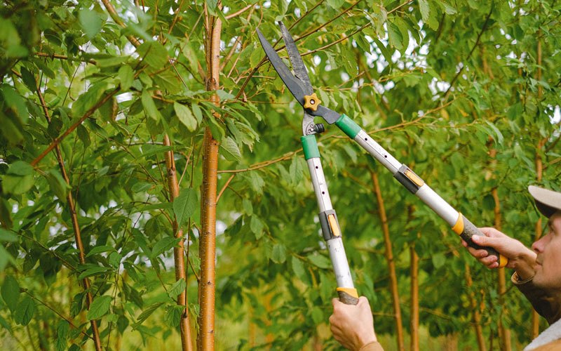 Tree trimming in Grand Valley, PA